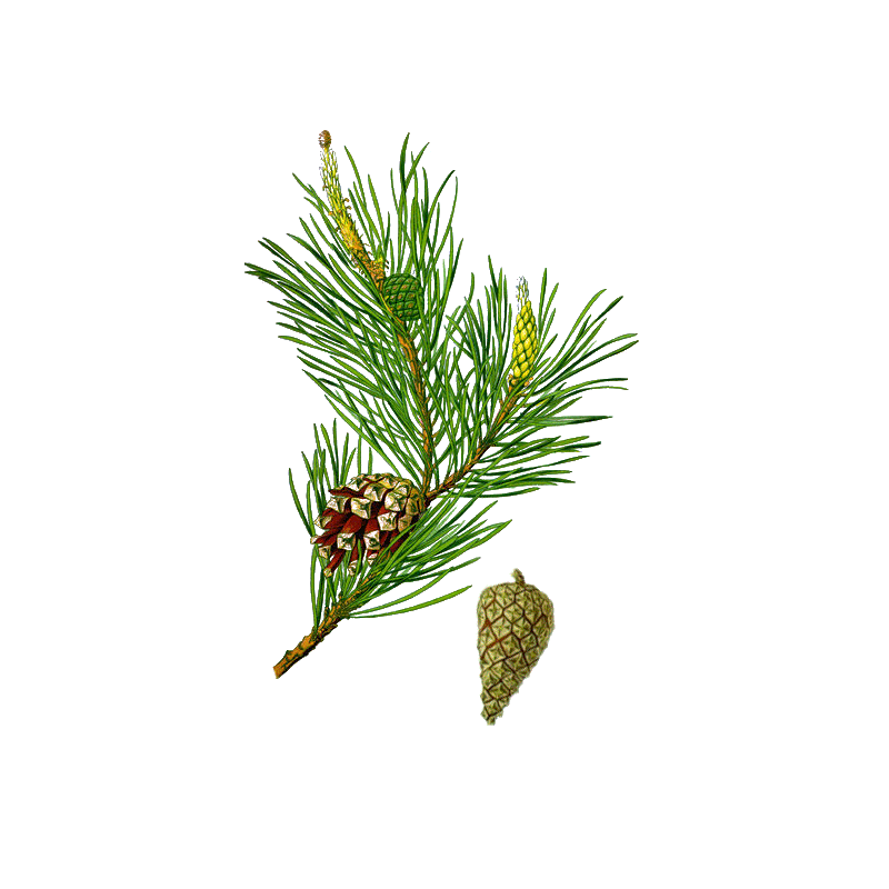 Huile essentielle Pin Sylvestre bio (Pinus sylvestris)