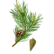 Huile essentielle Pin Sylvestre Bio*