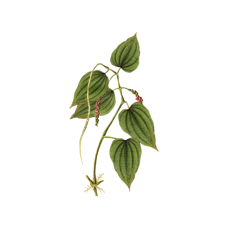Huile essentielle Poivre Noir bio (Piper nigrum)
