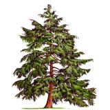 Huile essentielle Pruche bio (Tsuga canadensis)