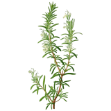 Huile essentielle Romarin à camphre bio (Rosmarinus officinalis)