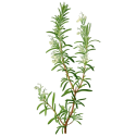 Huile essentielle Romarin Camphre Bio*