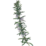 Huile essentielle Romarin à verbénone bio (Rosmarinus officinalis)