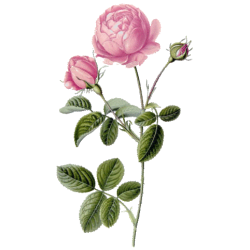 Huile essentielle Rose de Damas Culture