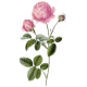 Huile essentielle Rose de Damas Culture