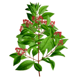 Huile essentielle Santal bois sauvage (Santalum austrocaledonicum)