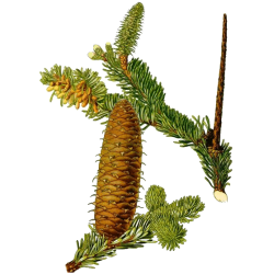 Huile essentielle Sapin Baumier Bio*