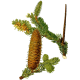 Huile essentielle Sapin Baumier bio (Abies balsamea)