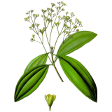 Huile essentielle Saro Mandravasarotra bio (Cinnamosma fragans)