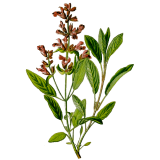 Huile essentielle Sauge Sclarée bio (Salvia sclarea)