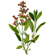 Huile essentielle Sauge Sclarée Bio*