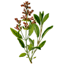 Huile essentielle Sauge Sclarée Bio*