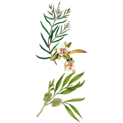 Huile essentielle Tea-Tree Bio*