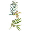 Huile essentielle Tea-Tree Bio*