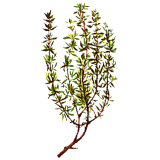 Huile essentielle Thym à Linalol bio (Thymus vulgaris)
