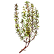 Huile essentielle Thym à Linalol bio (Thymus vulgaris)