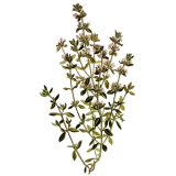 Huile essentielle Thym à Paracymène bio (Thymus vulgaris paracymeniferum)