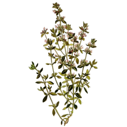 Huile essentielle Thym Paracymène Bio*