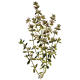 Huile essentielle Thym Paracymène Bio*
