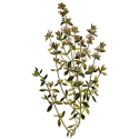 Huile essentielle Thym Paracymène Bio*