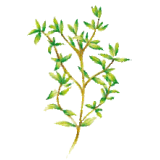 Huile essentielle Thym Saturéoide à bornéol bio (Thymus satureioides)