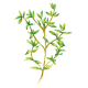 Huile essentielle Thym Saturéoide à bornéol bio (Thymus satureioides)