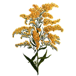 Huile essentielle Verge d'Or Bio*