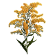 Huile essentielle Verge d'Or Bio*
