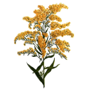 Huile essentielle Verge d'Or Bio*