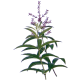 Huile essentielle Verveine Odorante Bio*