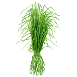Huile essentielle Vétiver Bio (Vetiveria zizanioides)