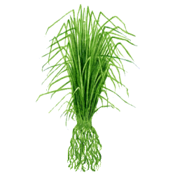 Huile essentielle Vetiver Bio*