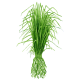 Huile essentielle Vetiver Bio*