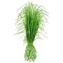 Huile essentielle Vetiver Bio*