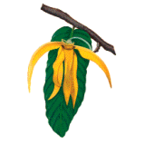 Huile essentielle Ylang-Ylang 3ème bio (Cananga odorata Hook)