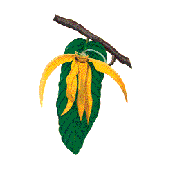 Huile essentielle Ylang-Ylang 3ème Bio*