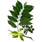 Huile essentielle Ylang-Ylang complète bio (Cananga odorata Hook)