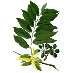 Huile essentielle Ylang-Ylang Complète Bio*
