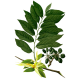 Huile essentielle Ylang-Ylang Complète Bio*
