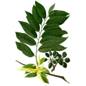 Huile essentielle Ylang-Ylang Complète Bio*