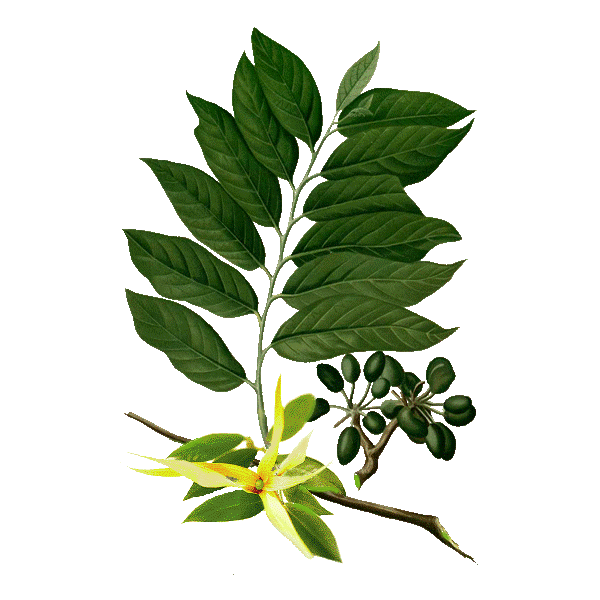 Huile essentielle d'Ylang Ylang BIO: propriétés et utilisation