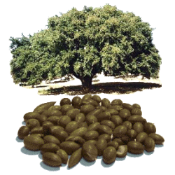 Huile végétale Argan Maroc Vierge Bio*