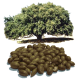 Huile végétale Argan Maroc Vierge Bio*
