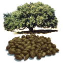 Huile végétale Argan Maroc Vierge Bio*