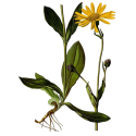 Huile végétale Arnica macérat Bio*