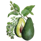 Huile végétale d'Avocat Vierge Bio*