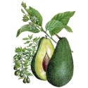 Huile végétale d'Avocat Vierge Bio*