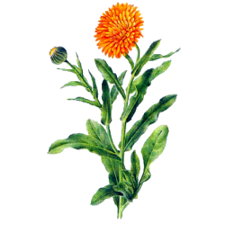 Huile végétale Calendula macérat Bio*