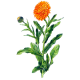 Huile végétale Calendula macérat Bio*