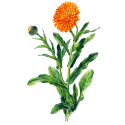 Huile végétale Calendula macérat Bio*